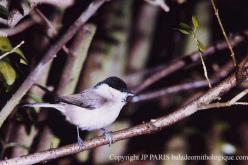 Mésange nonnette