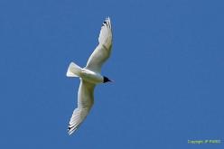 Mouette mélanocéphale