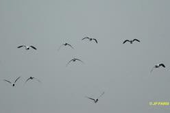 Mouette pygmée