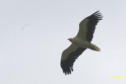 Vautour percnoptère