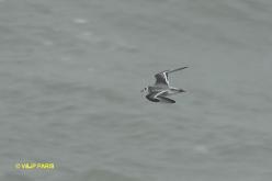 Phalarope à bec large