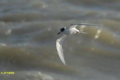 Sterne arctique