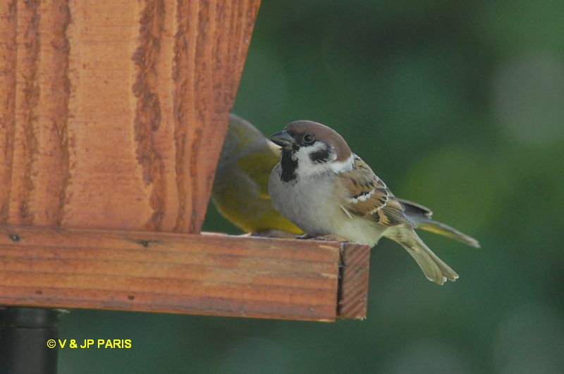 Passer montanus
