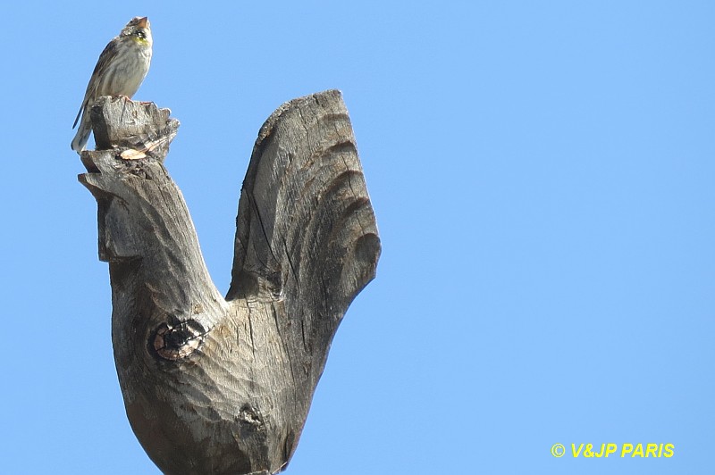 Petronia petronia