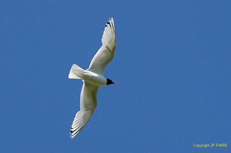 Ichthyaetus melanocephalus