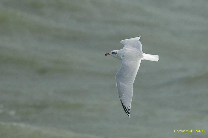Ichthyaetus melanocephalus
