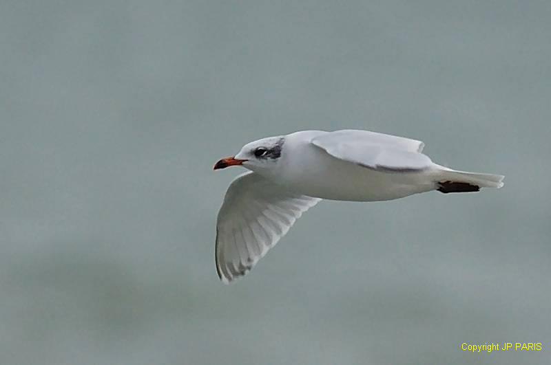 Ichthyaetus melanocephalus