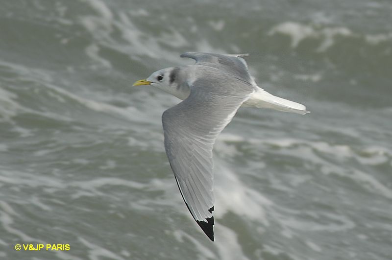 Mouette tridactyle