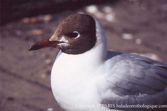 Chroicocephalus ridibundus