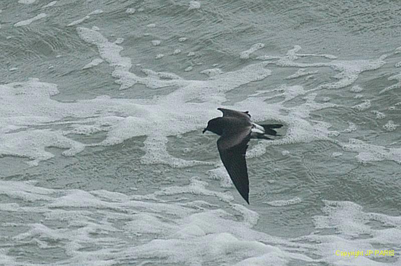 Oceanodroma leucorhoa