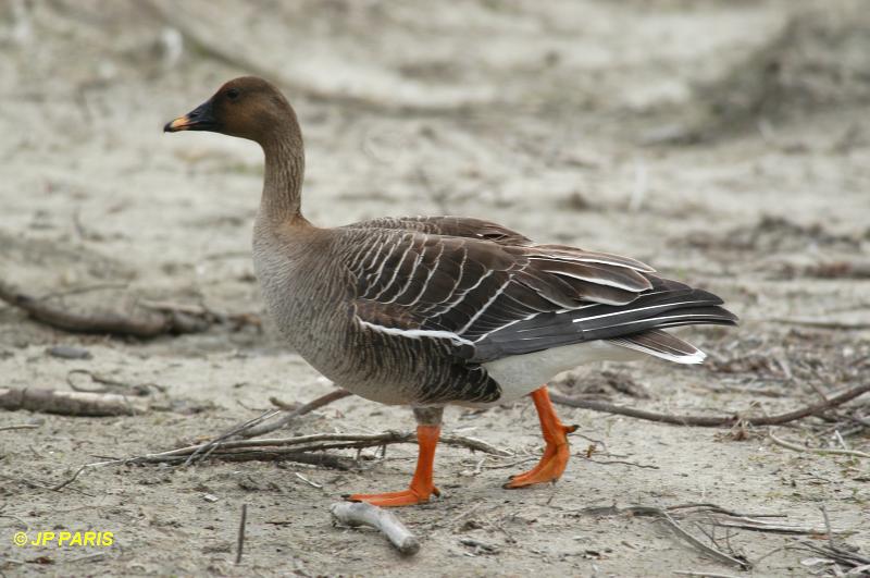 Anser serrirostris