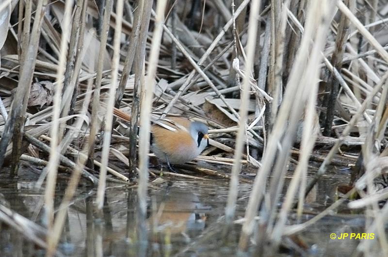 Panurus biarmicus