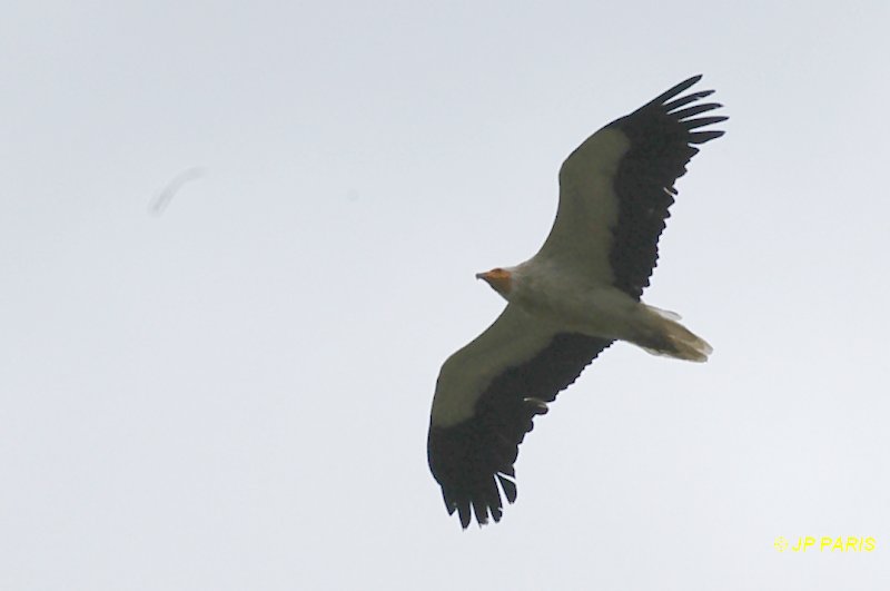 Neophron percnopterus