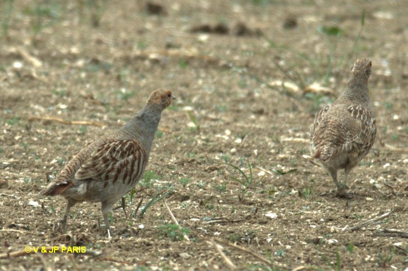 Perdix perdix