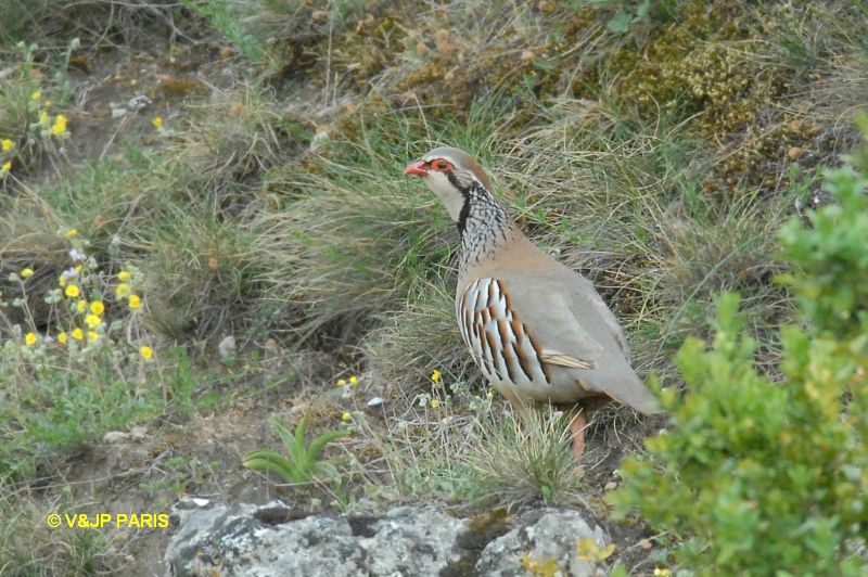 Alectoris rufa