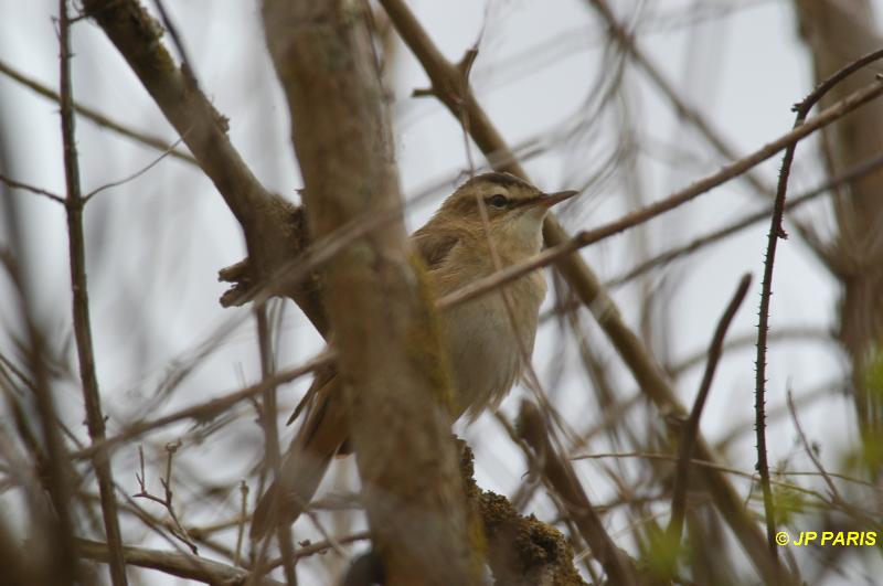 Acrocephalus schoenobaenus