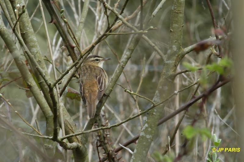 Acrocephalus schoenobaenus