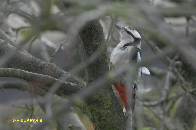 Dendrocopos major