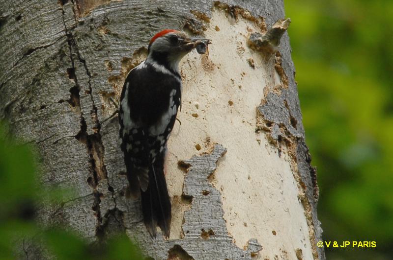 Dendrocopos medius