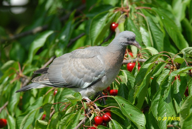Columba palumbus