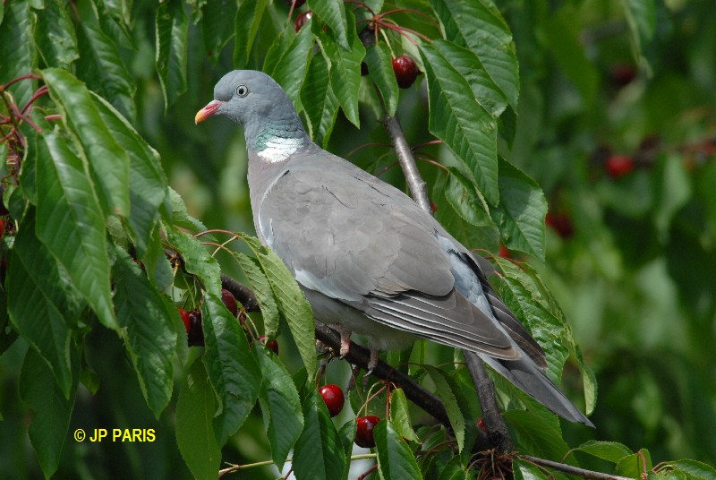 Columba palumbus