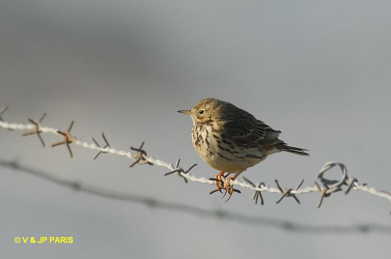 Anthus pratensis