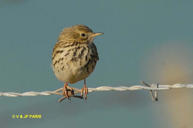 Anthus pratensis