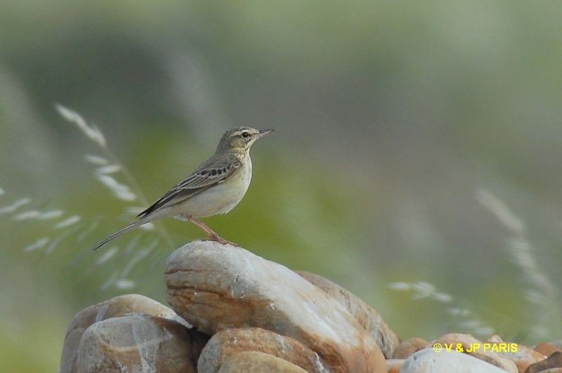 Anthus campestris