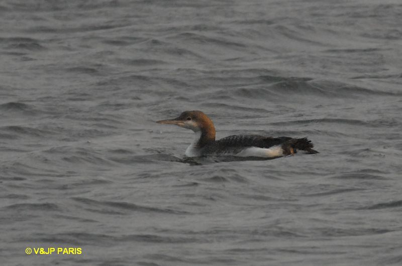 Gavia arctica