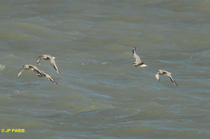 Pluvialis squatarola