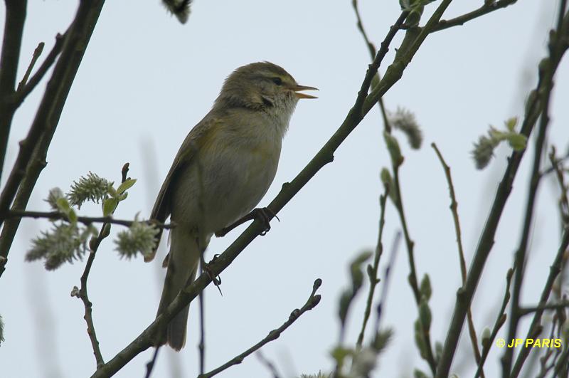 Phylloscopus trochilus