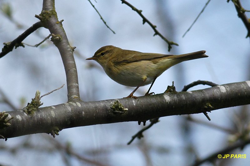 Phylloscopus collybita