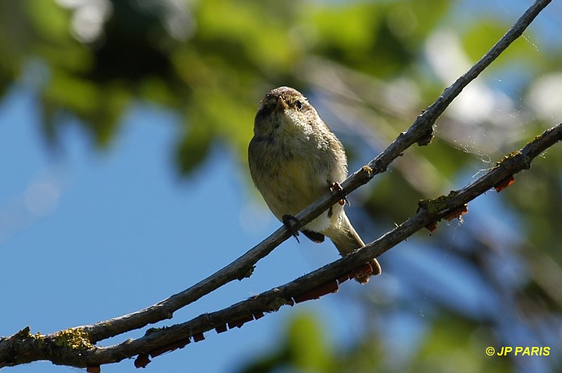 Phylloscopus collybita