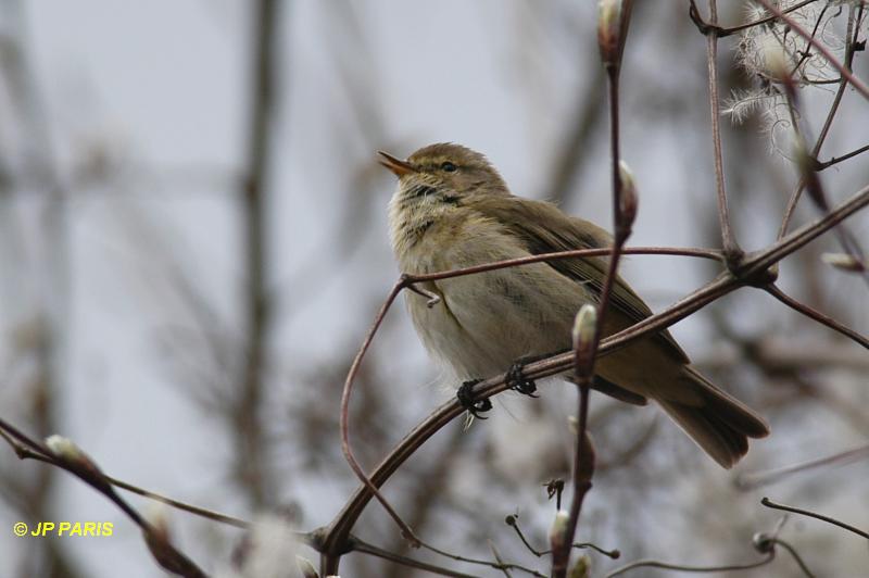 Phylloscopus collybita