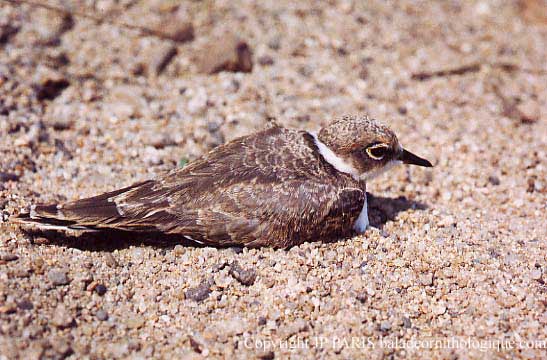Charadrius dubius