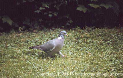 Columba palumbus