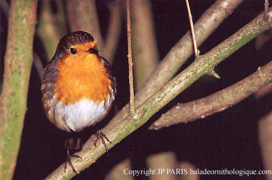 Erithacus rubecula