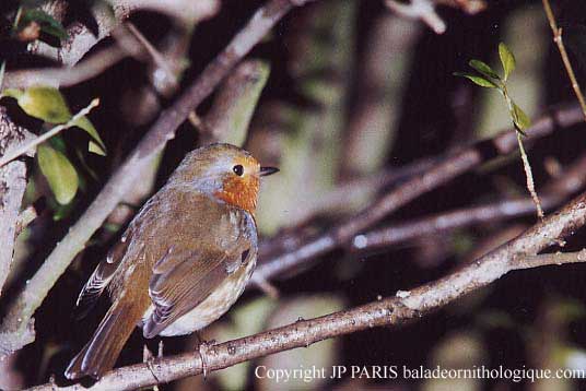 Erithacus rubecula
