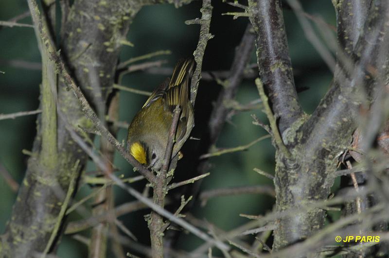 Regulus regulus