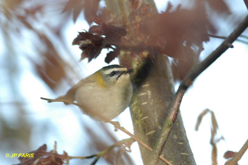 Regulus ignicapilla