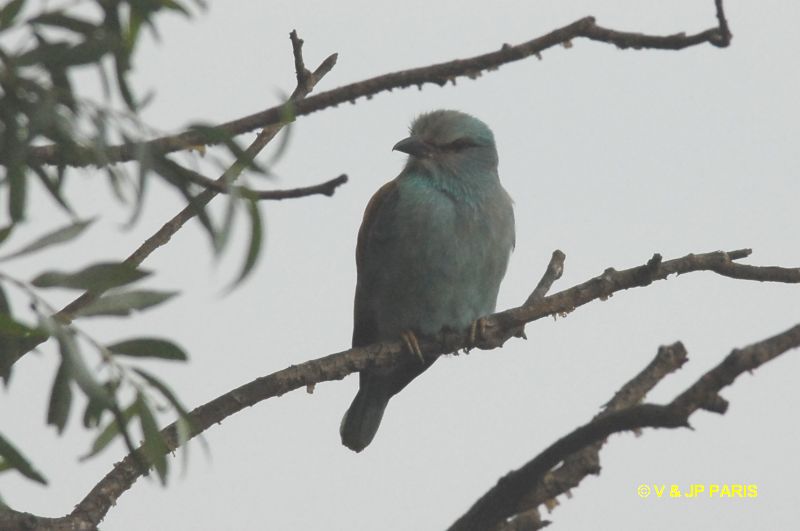 Coracias garrulus