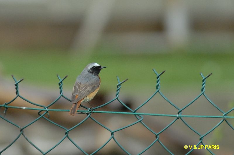 Phoenicurus phoenicurus