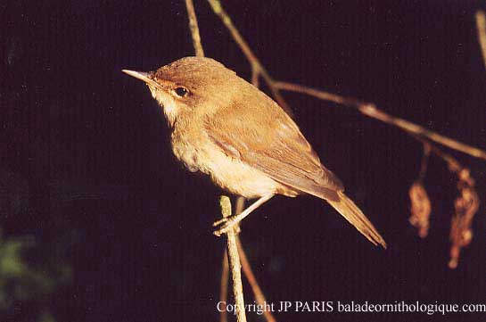 Acrocephalus scirpaceus