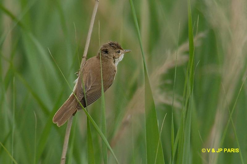 Acrocephalus scirpaceus