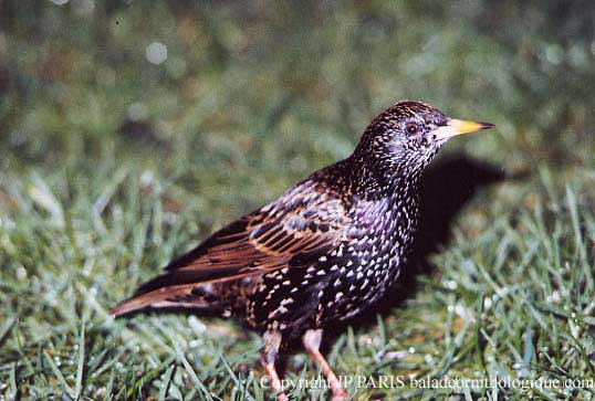 Sturnus vulgaris