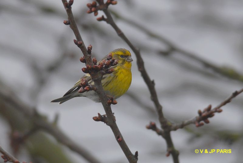 Serin cini