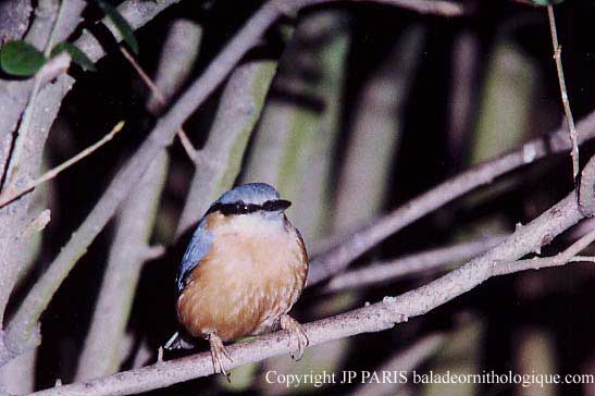 Sitta europaea