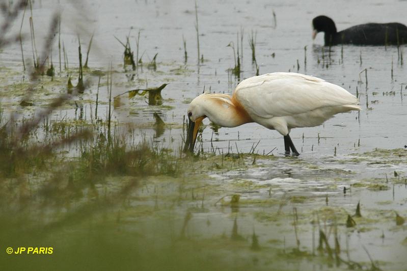 Platalea leucorodia