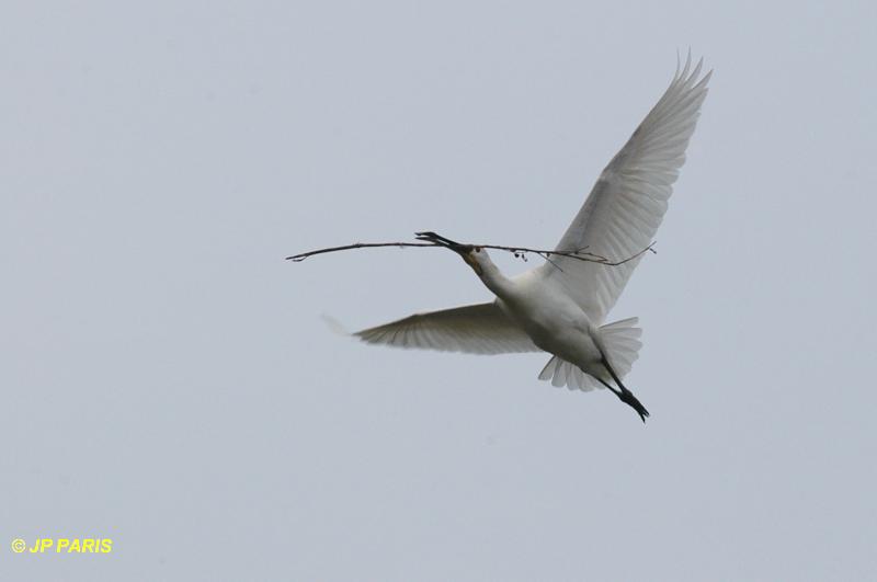 Platalea leucorodia