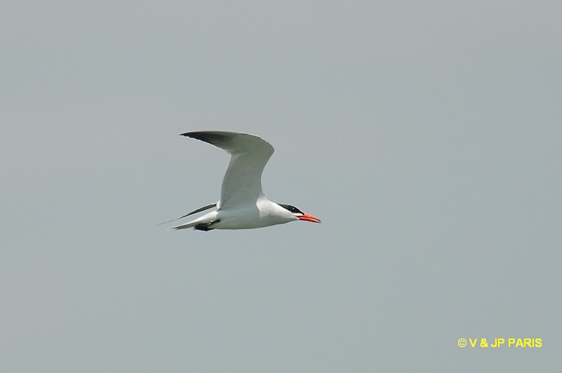 Hydroprogne caspia